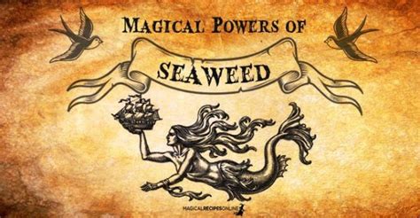Magic seaweeed